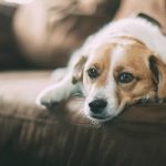 5 sinais que seu cachorro pode estar doente